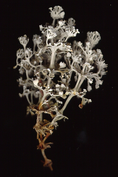 A picture of Cladonia verticillaris...